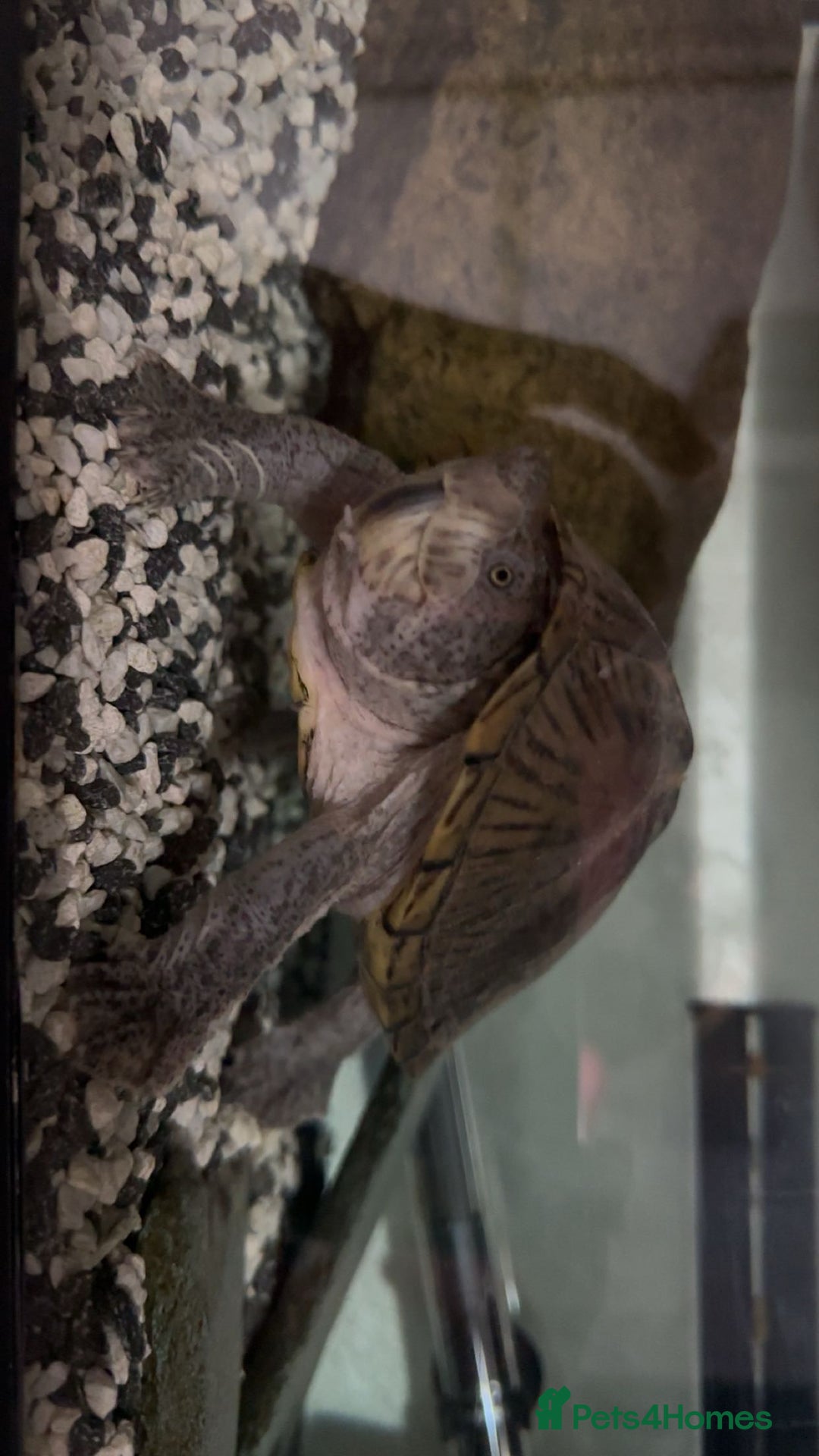 Turtle reptiles for sale: Mud turtle - Advert 1