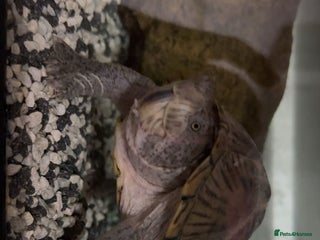 Turtle reptiles Mud turtle - Advert 2