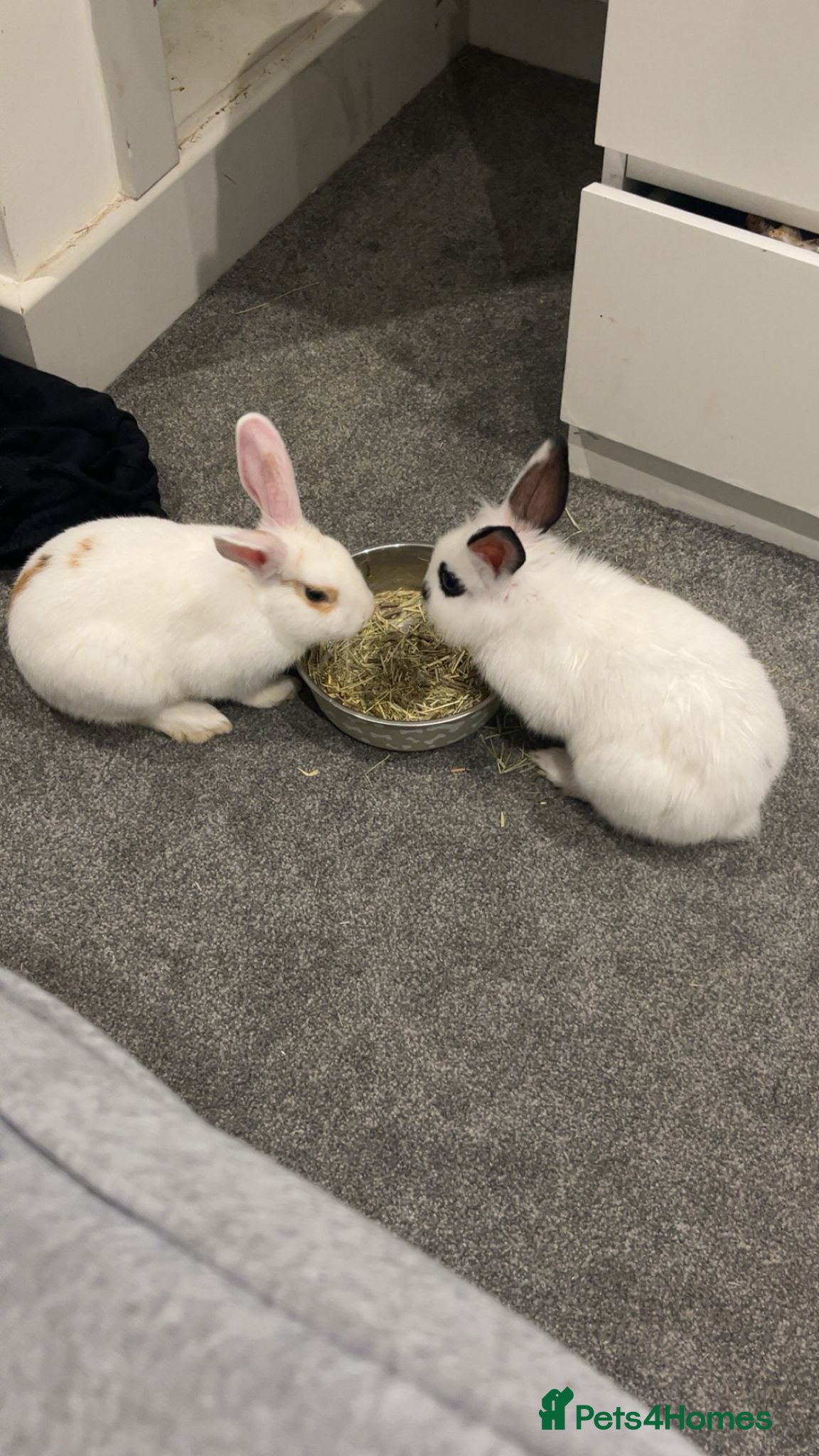 Mixed Breed rabbits Two Rabbits  - Advert 1