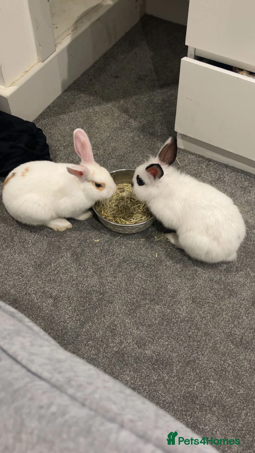 Mixed Breed rabbits for sale: Two Rabbits  in Rainham - Advert 1