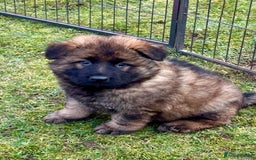 German Shepherd dogs for sale: TOP QUALITY GERMAN SHEPHERD LITTERS - Image 10