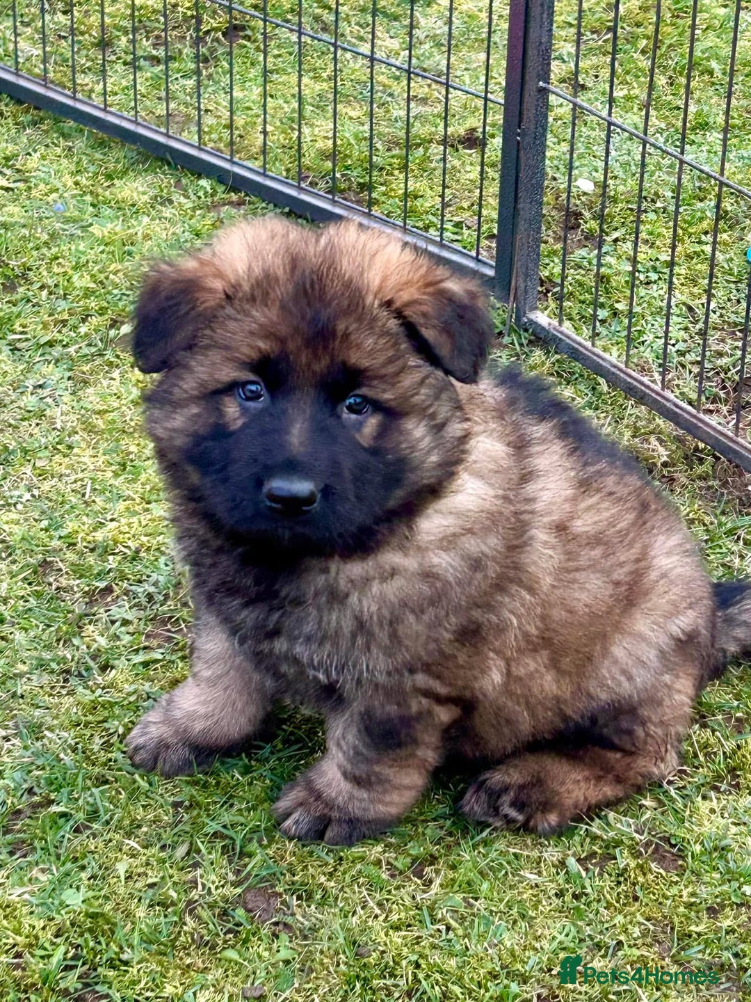 German Shepherd dogs for sale: TOP QUALITY GERMAN SHEPHERD LITTERS - Image 10
