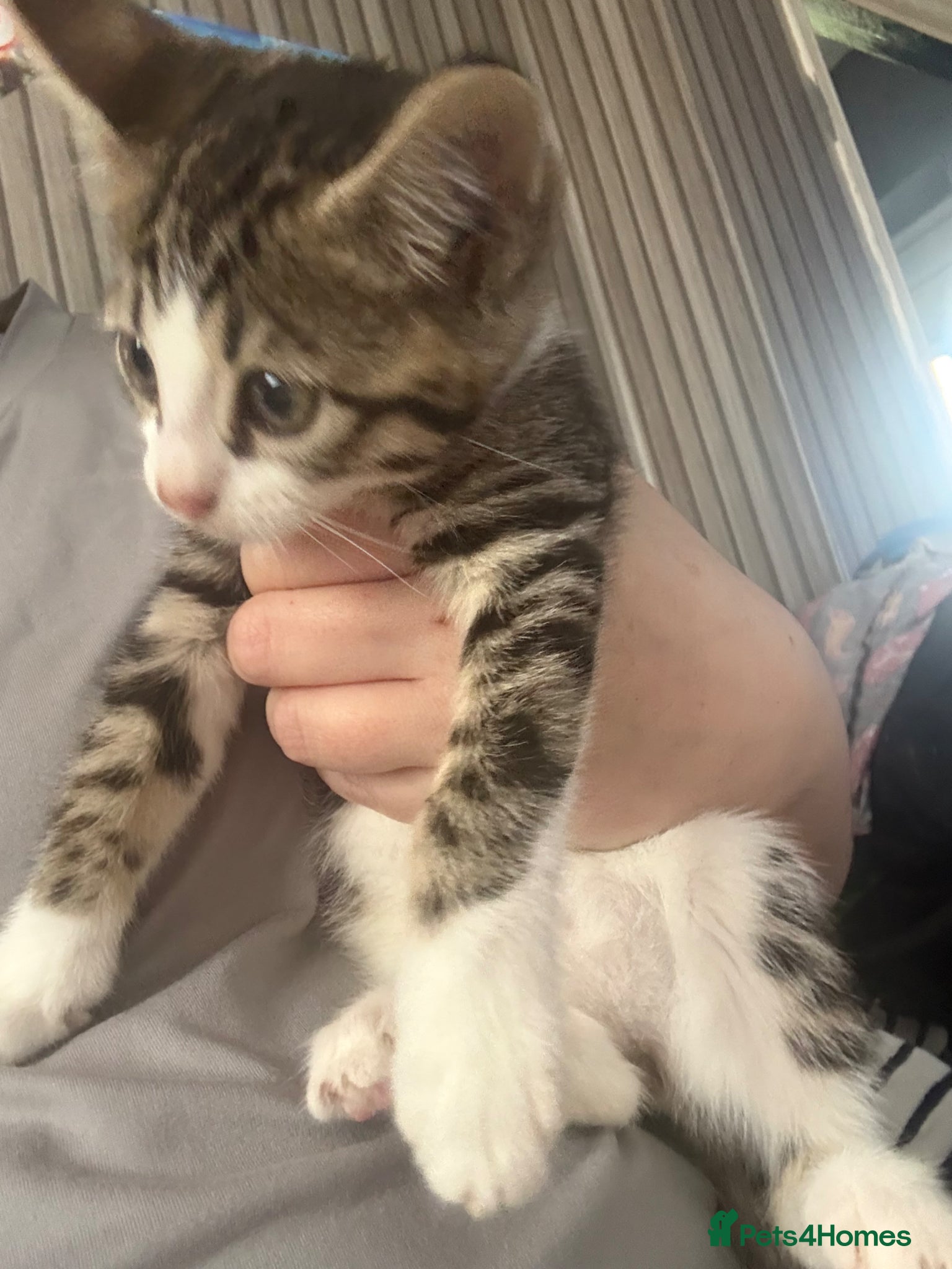 Mixed Breed cats 6 mixed kittens  - Advert 16