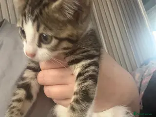 Mixed Breed cats 6 mixed kittens - Advert 16