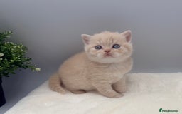 British Shorthair cats for sale: PEDIGREE REGISTERED CHUNKY BRITISH SHORTHAIRS  - Image 2