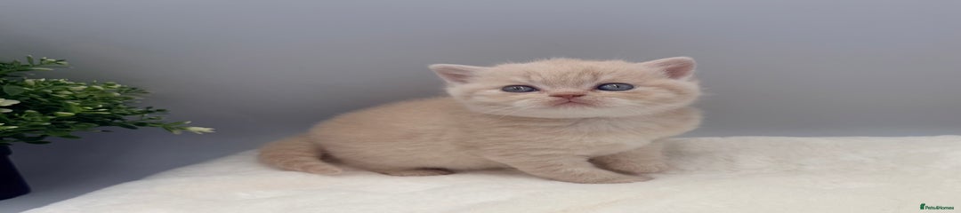 British Shorthair cream male 2