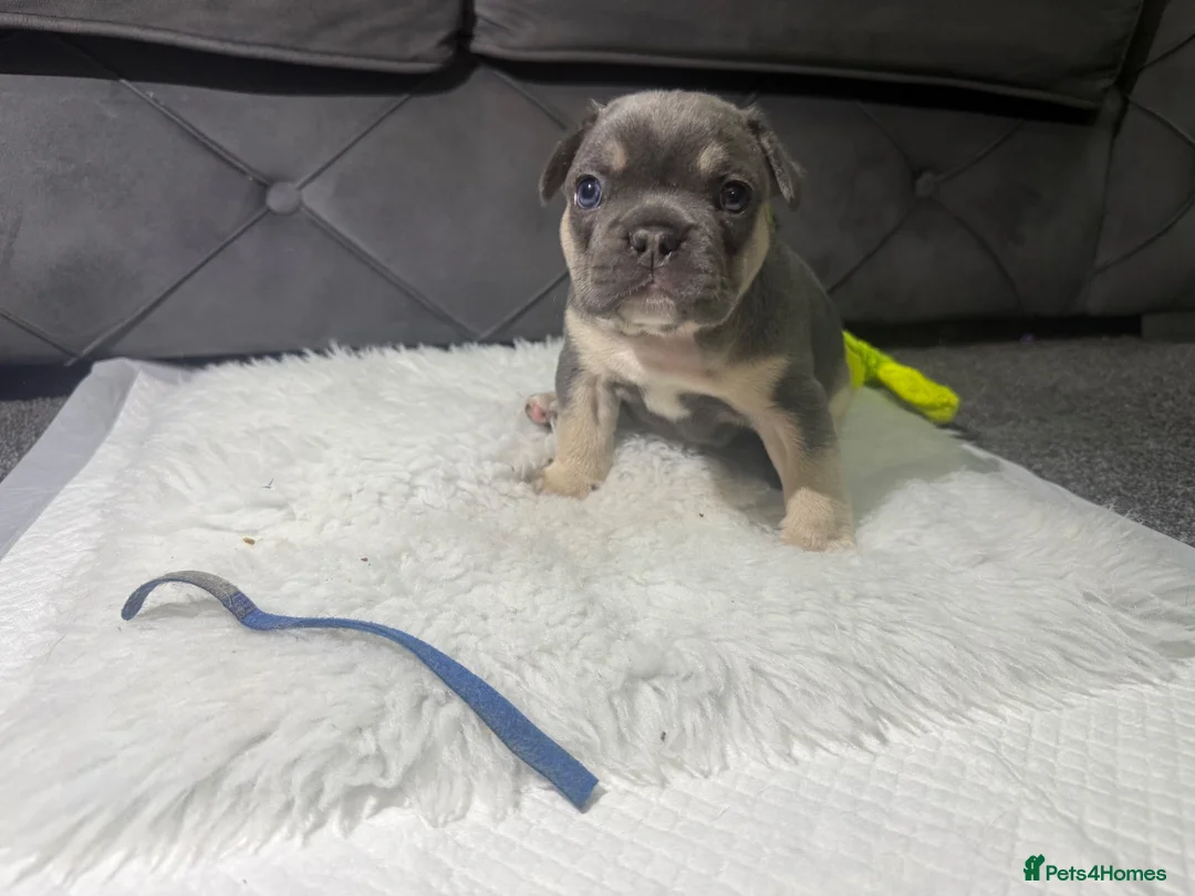 French Bulldog dogs for sale: 🐾 Outstanding litter of 6 🐾 - Advert 2