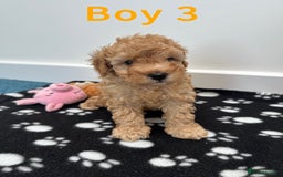 Toy Poodle dogs for sale: Adorable Playful Toy Poodles - 3 Boys Left - Image 8