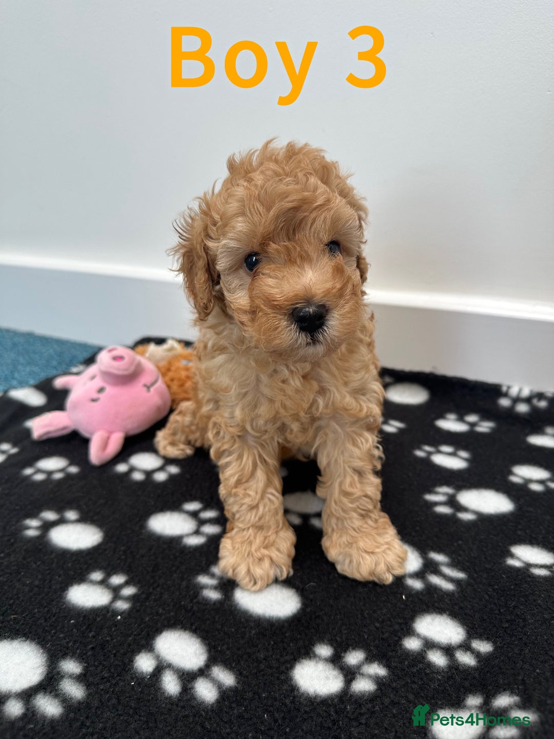 Toy Poodle dogs for sale: Adorable Playful Toy Poodles - 3 Boys Left - Image 8