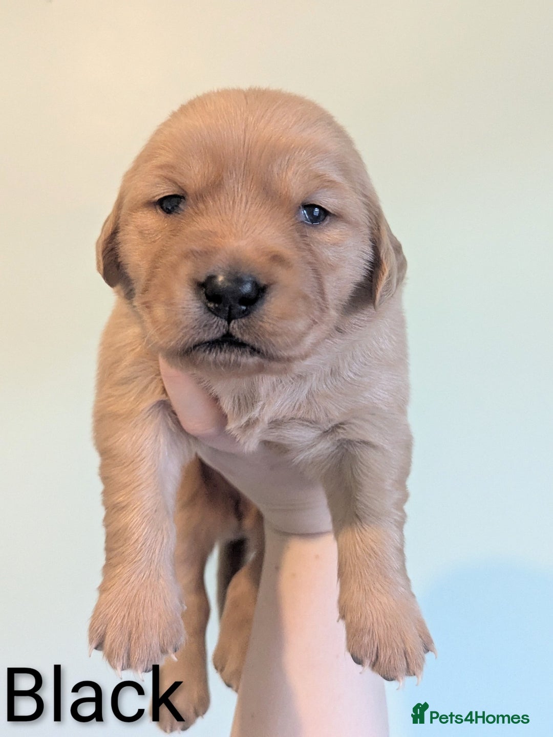 Golden Retriever dogs for sale: KC Registered Golden Retriever Puppies  - Advert 19
