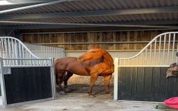 Irish Thoroughbred horses for sale: Beautiful chestnut mare for sale  - Image 1