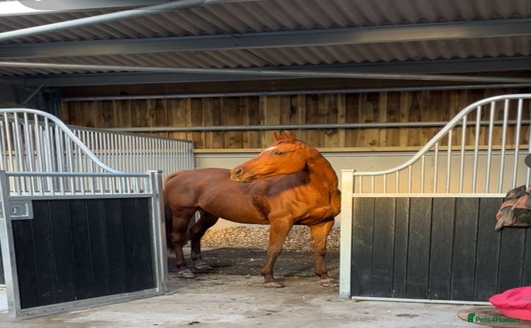 Irish Thoroughbred horses - Advert 1
