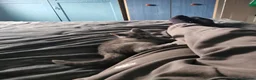 Scottish Fold cats for sale: Scottish straight kitten looking for a family - Advert 4
