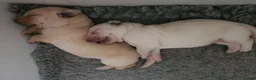 Labrador Retriever dogs for sale: 🐾 Labrador Puppies for Sale 🐾 in Folkestone - Advert 6