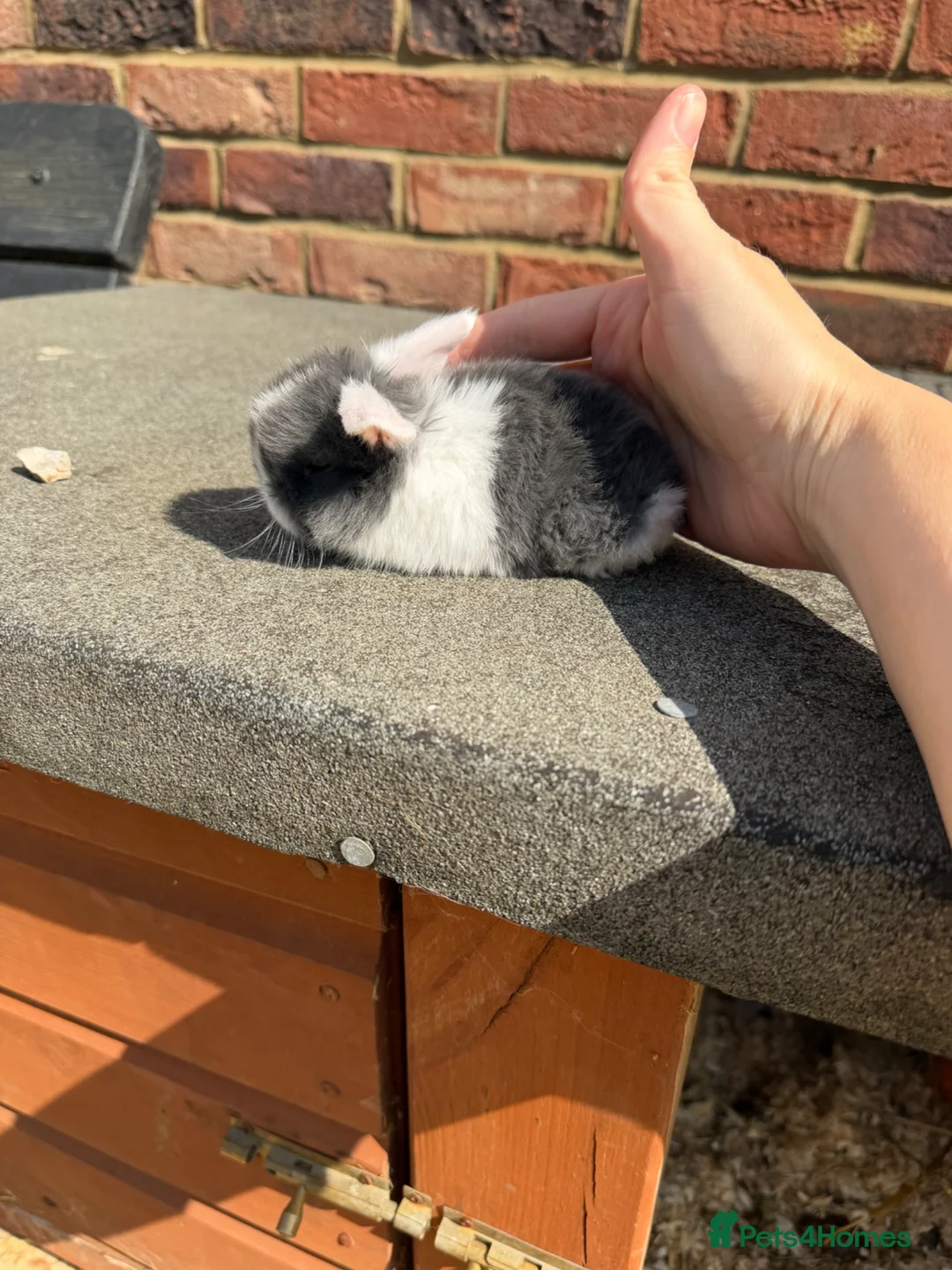 Mini Lop rabbits for sale: Mini lop baby bunnies - Advert 2
