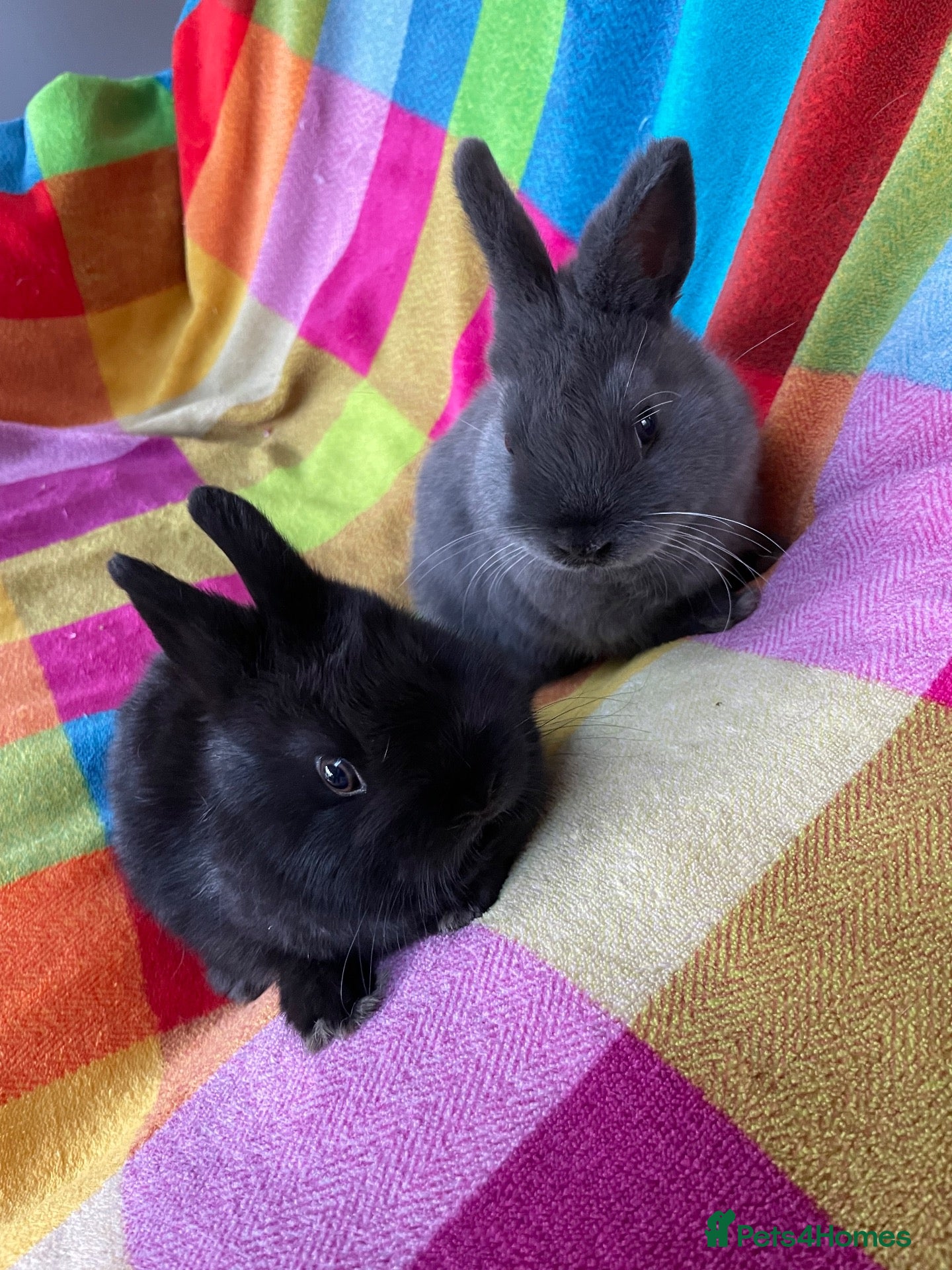 Netherland Dwarf rabbits 2 Netherland Dwarf Bunnies and Mixed bred females - Advert 20