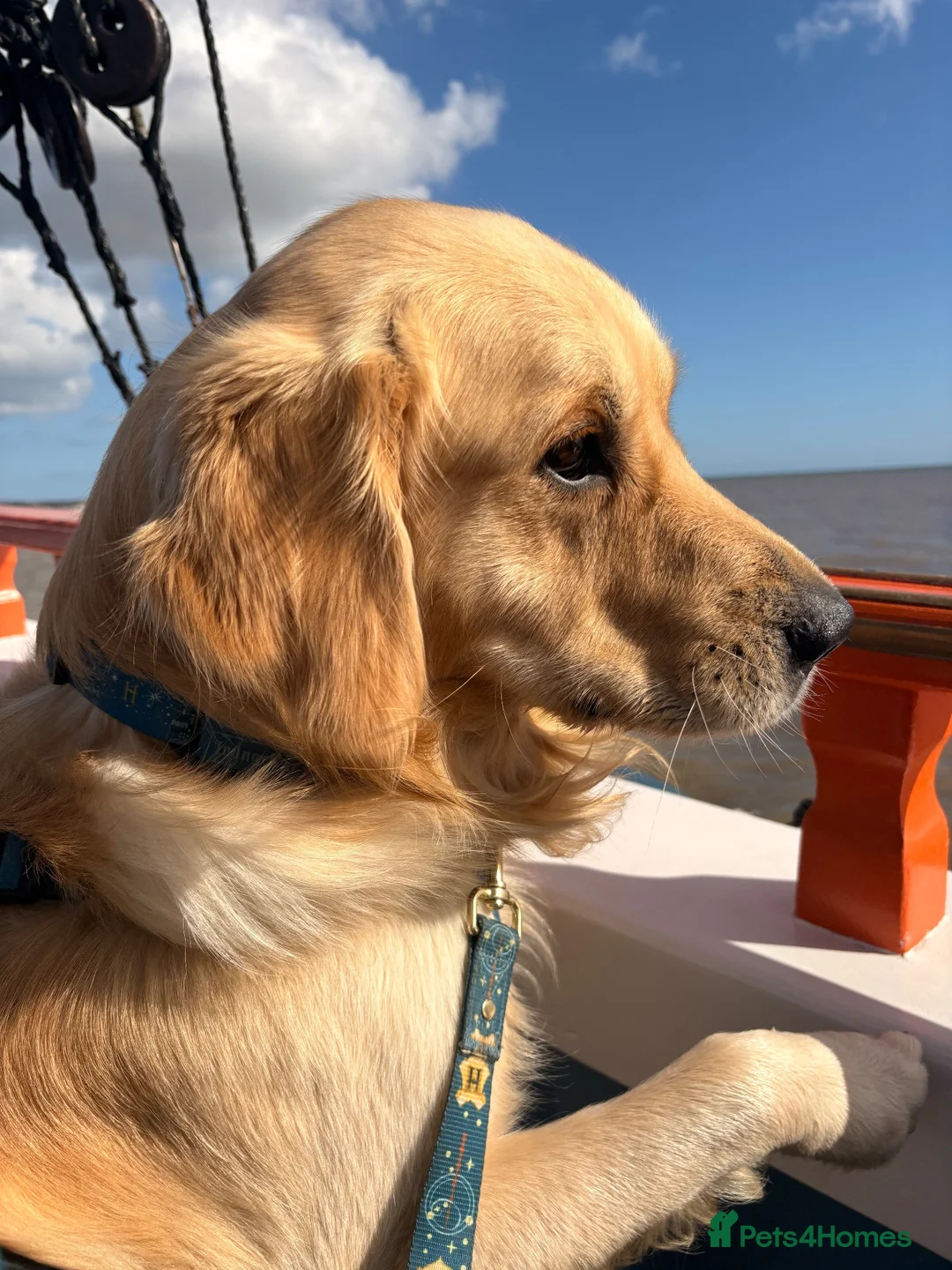 Golden Retriever dogs for stud: Golden retriever for stud - Advert 1