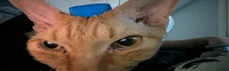 Devon Rex cats for sale: 2x Devon Rex Cats (5years old) in Leighton Buzzard - Advert 3
