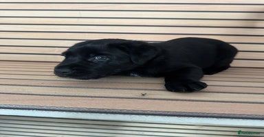 Mixed Breed dogs - Advert 12