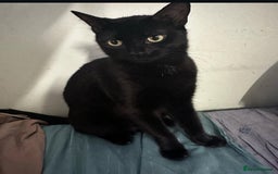 Bombay cats for sale: Black cat for sale  - Image 3