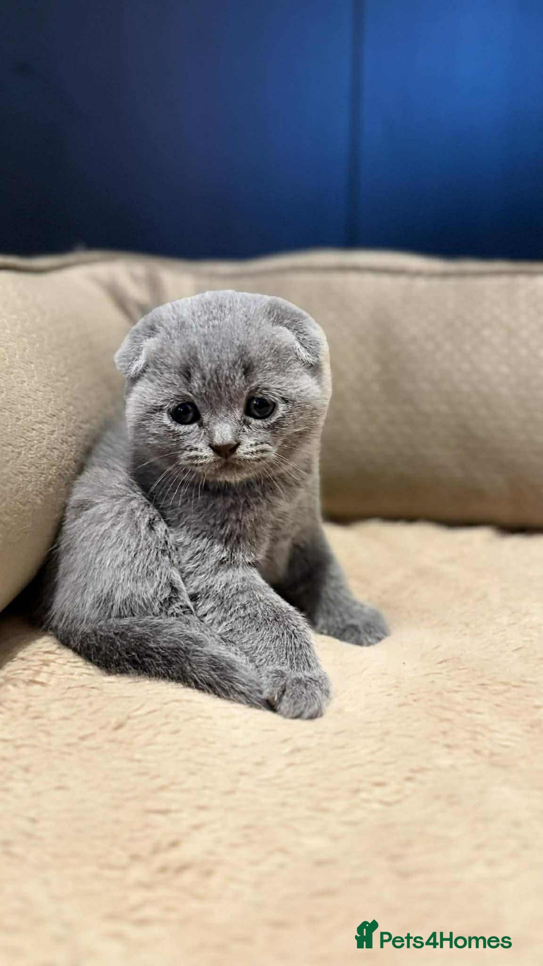 Scottish Fold cats for sale: Scottish Fold/Straight Kittens - Advert 6
