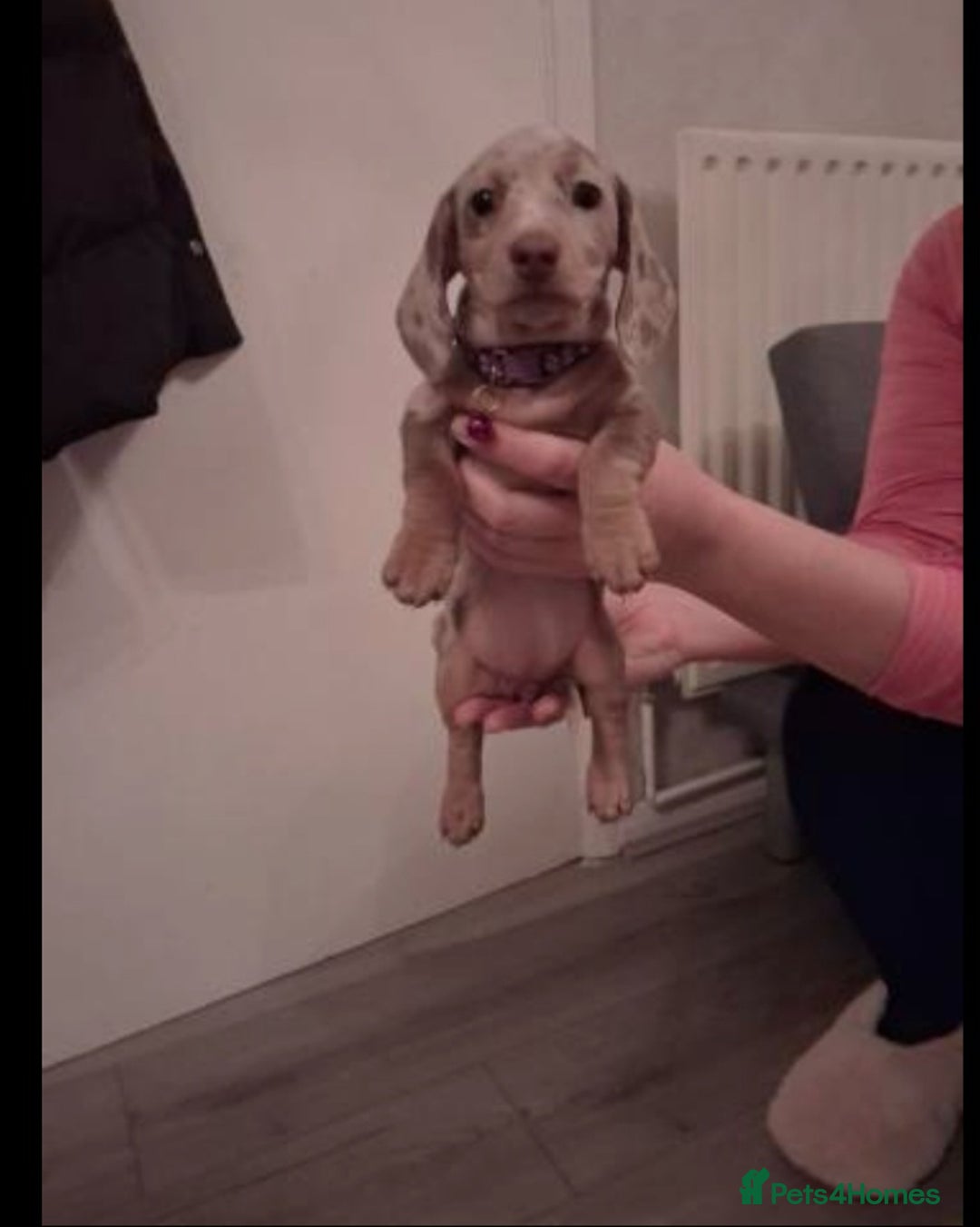 Miniature Dachshund dogs for sale: 1 remaining Beautuful mini short hair dachsund - Advert 7