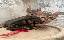 Bengal cats for sale: Bengal kittens ready now silver and marble boys - Image 4