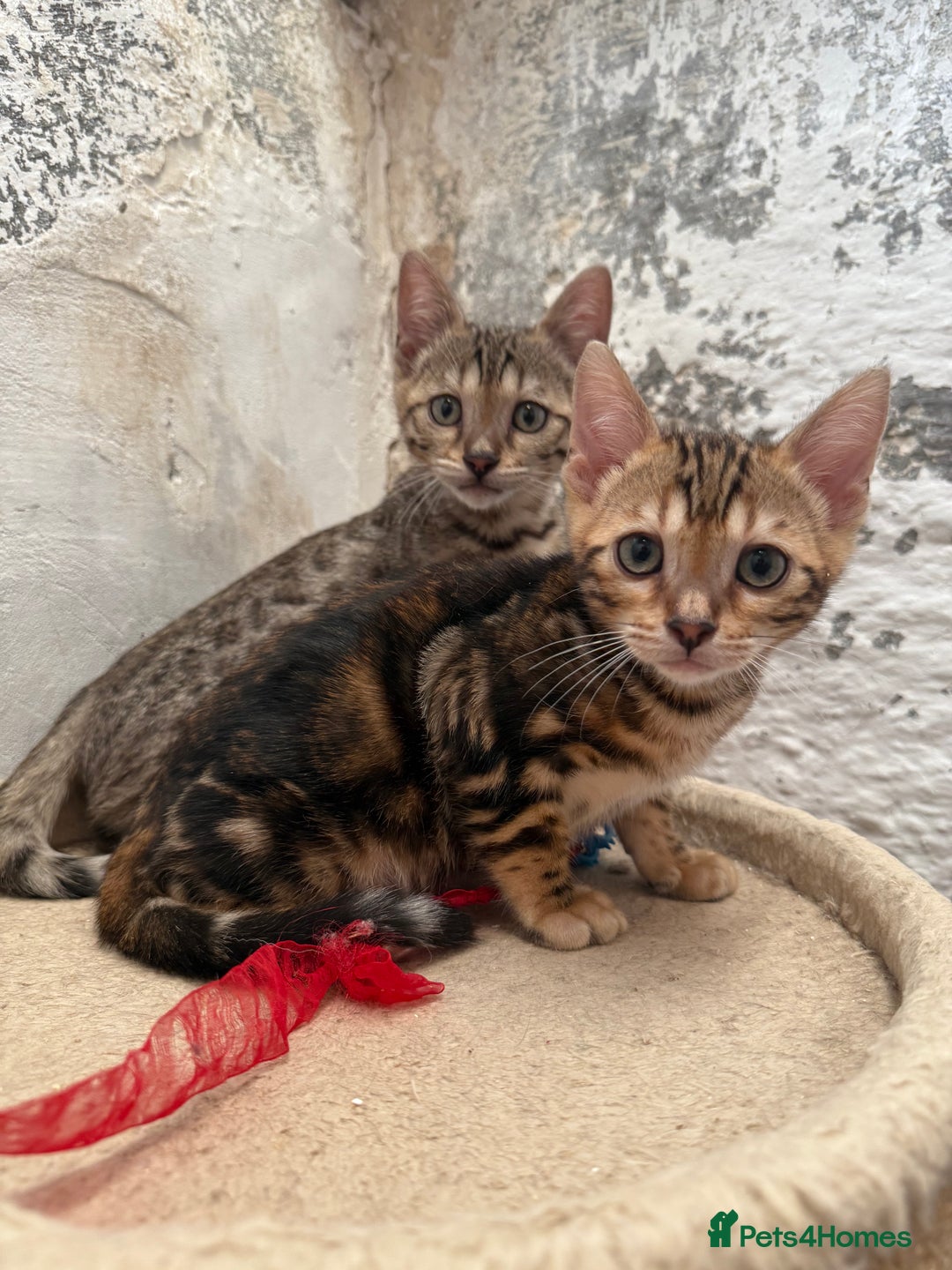 Bengal cats for sale: Bengal kittens ready now silver and marble boys - Image 4