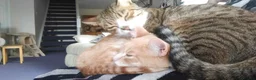 Bengal cats for sale: Brothers looking for loving humans - Advert 4