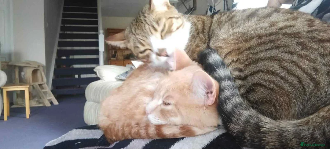 Bengal cats for sale: Brothers looking for loving humans - Advert 4