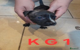 Staffordshire Bull Terrier dogs for sale: Staffordshire bull terrier 2x litters - Image 8