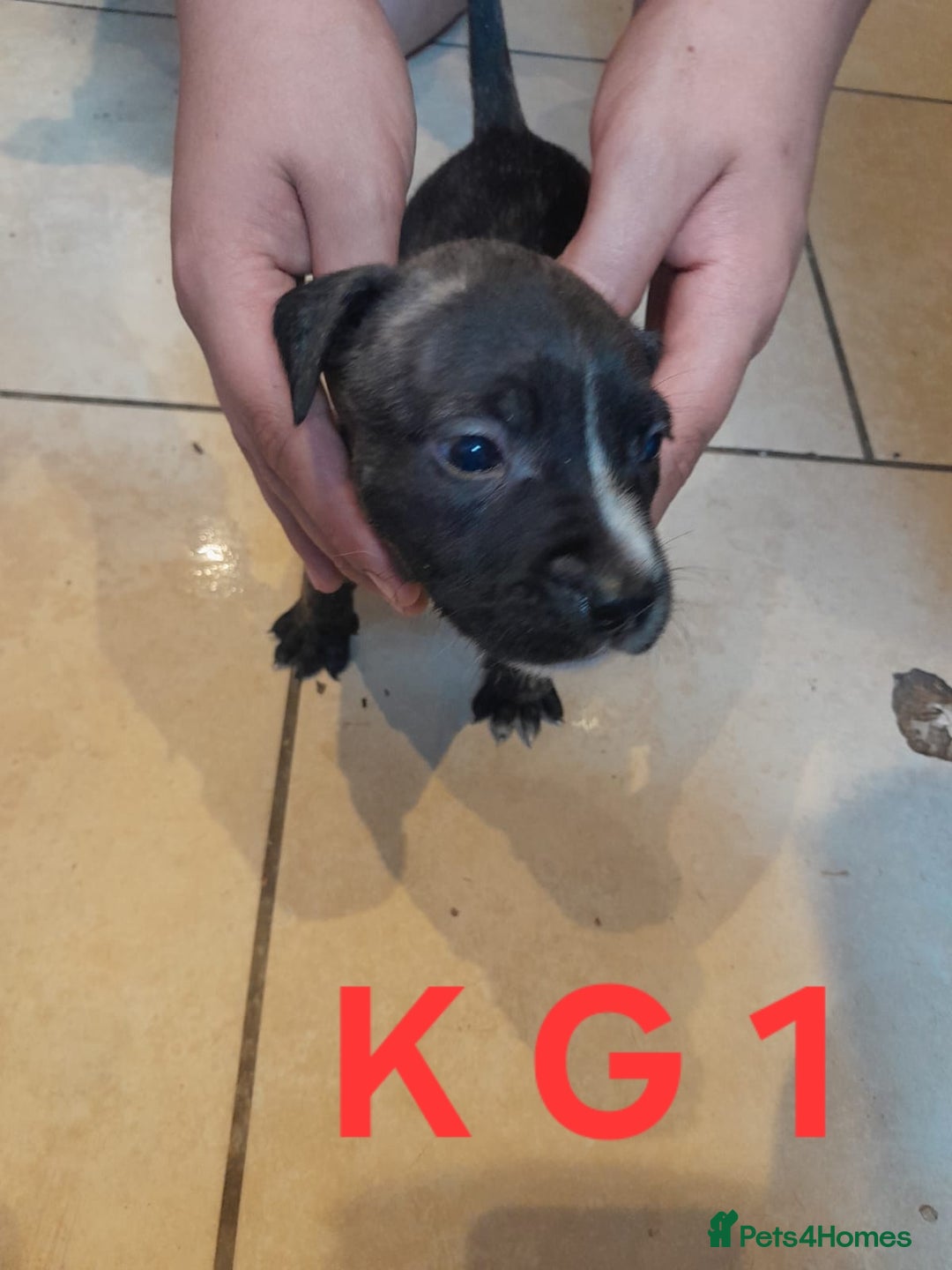 Staffordshire Bull Terrier dogs for sale: Staffordshire bull terrier 2x litters - Image 8