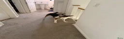 Border Collie dogs for sale: Mr Benji in Shrewsbury - Advert 3