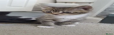 Domestic Shorthair 1