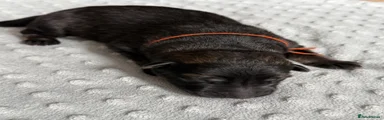 German Shepherd Puppy ORANGE 