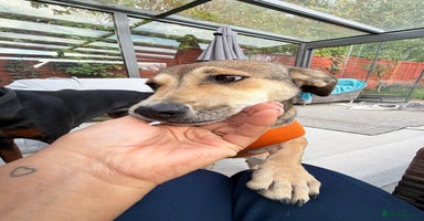 Mixed Breed dogs - Advert 3