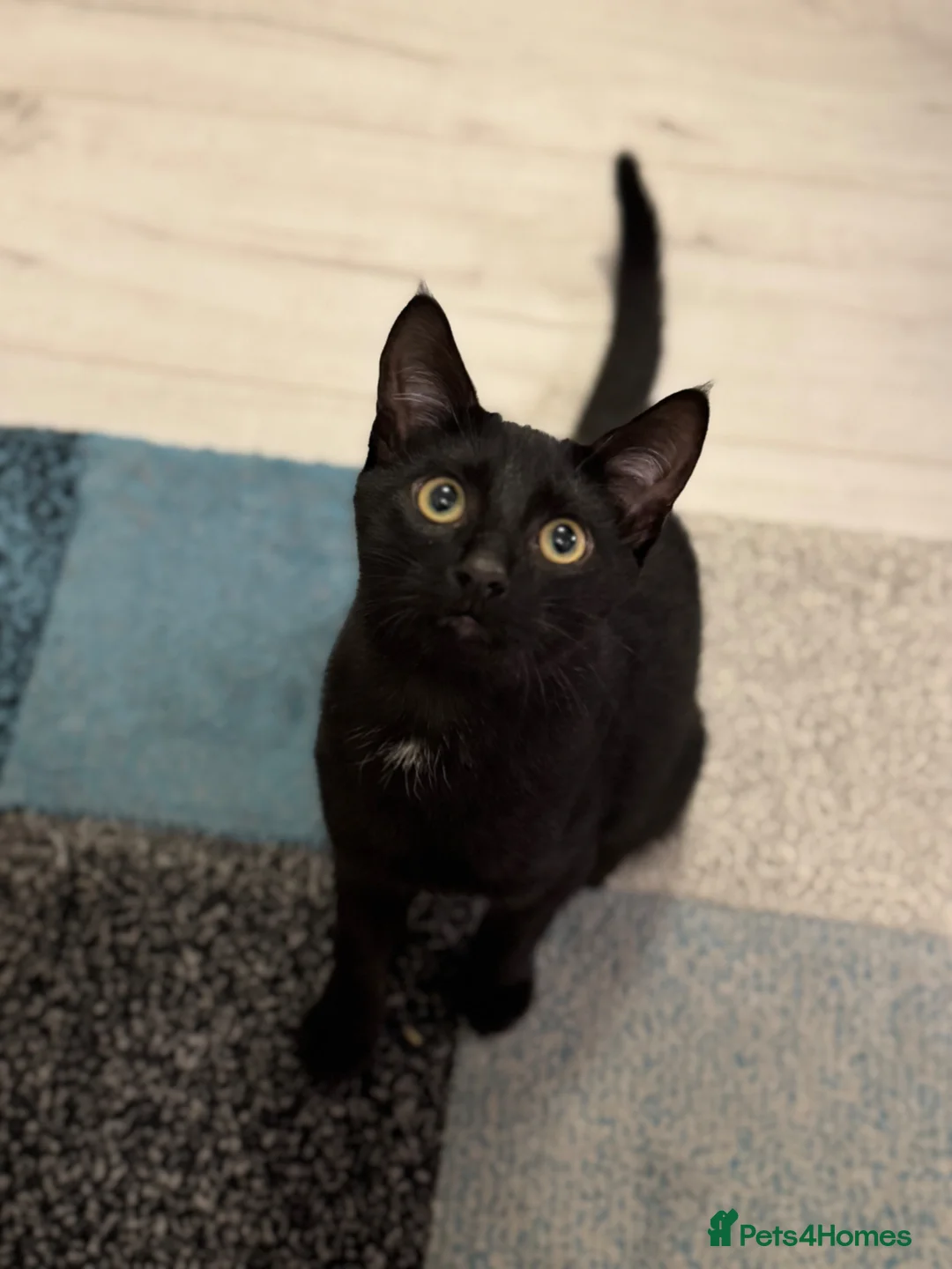 Mixed Breed cats for sale: Male cat - Advert 4