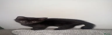 Girl kitten  2