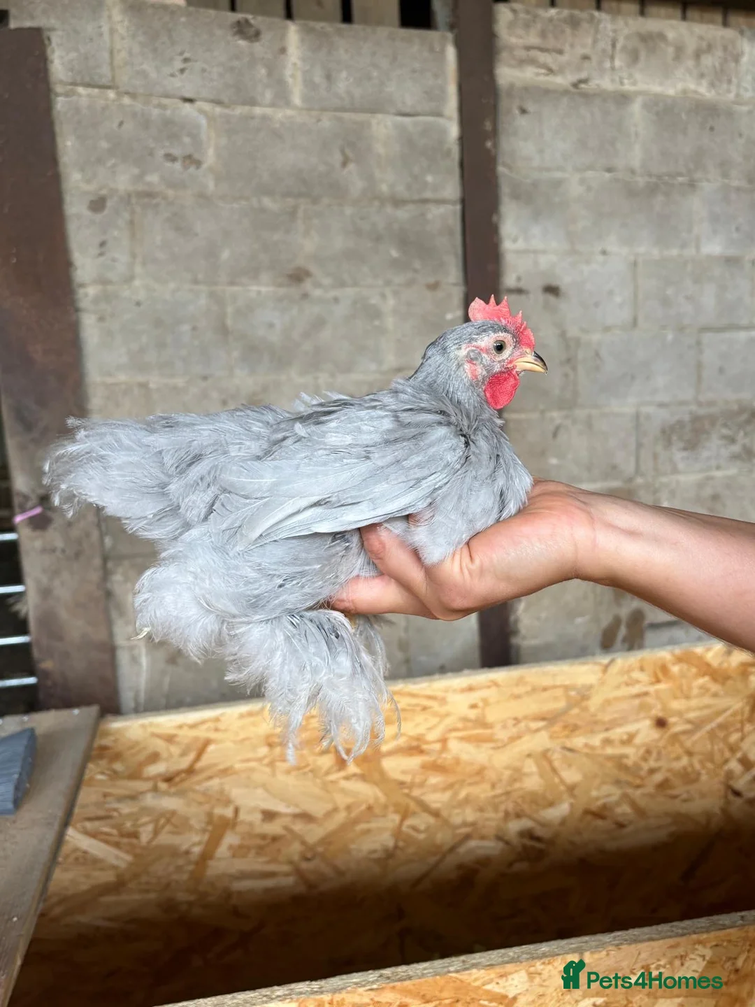 Chickens poultry for sale: Lavender Pekin Bantam Chicks - Advert 2