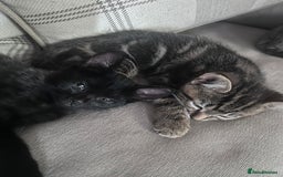 Bengal cats for sale: Kittens For Sale - Image 10
