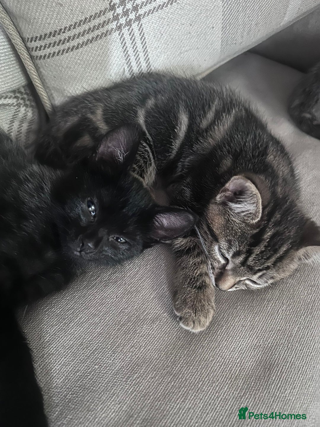 Bengal cats for sale: Kittens For Sale - Image 10
