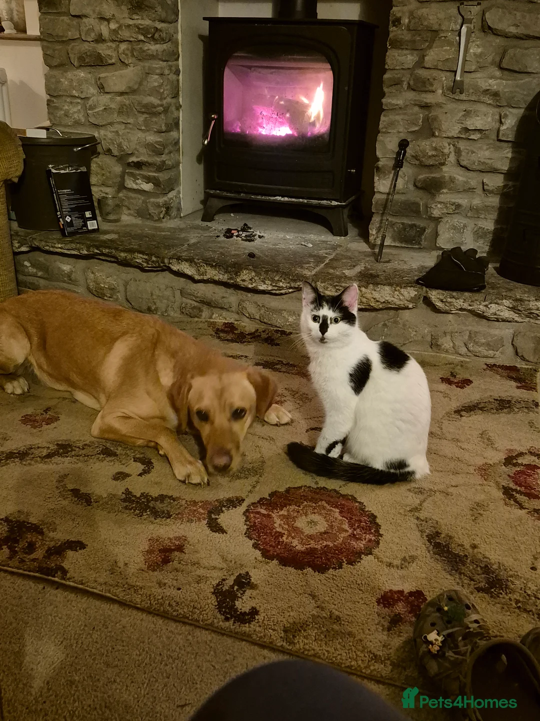 Mixed Breed cats for sale: 2 girls 3 boys kittens  - Advert 8