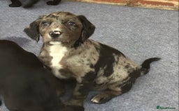 Cockerdor dogs for sale: Superb Quality Cockador Puppies, SHROPSHIRE  - Image 2