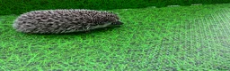 Pygmy Hedgehog rodents for sale: African Pygmy Hedghogs  - Advert 5