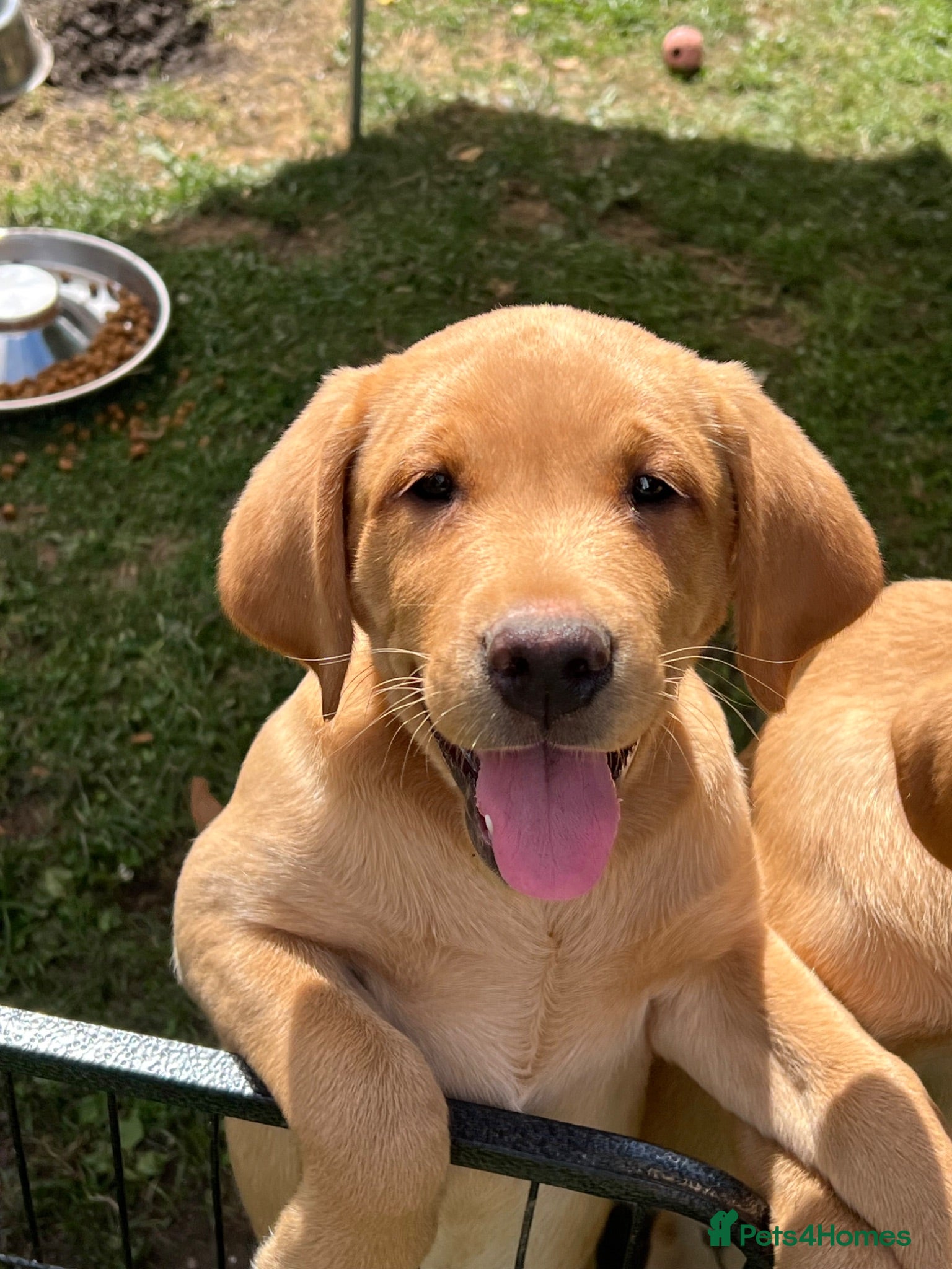 Labrador Retriever dogs Pedigree Labrador Boy Puppy LAST ONE! - Advert 1