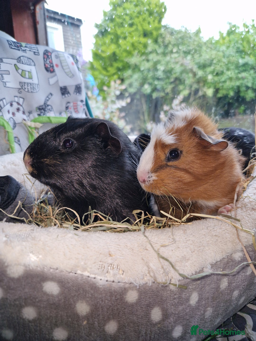 Guinea Pig rodents for sale: Beautiful American smooth coat  - Image 8