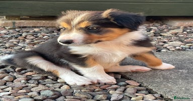 Border Collie dogs - Advert 1