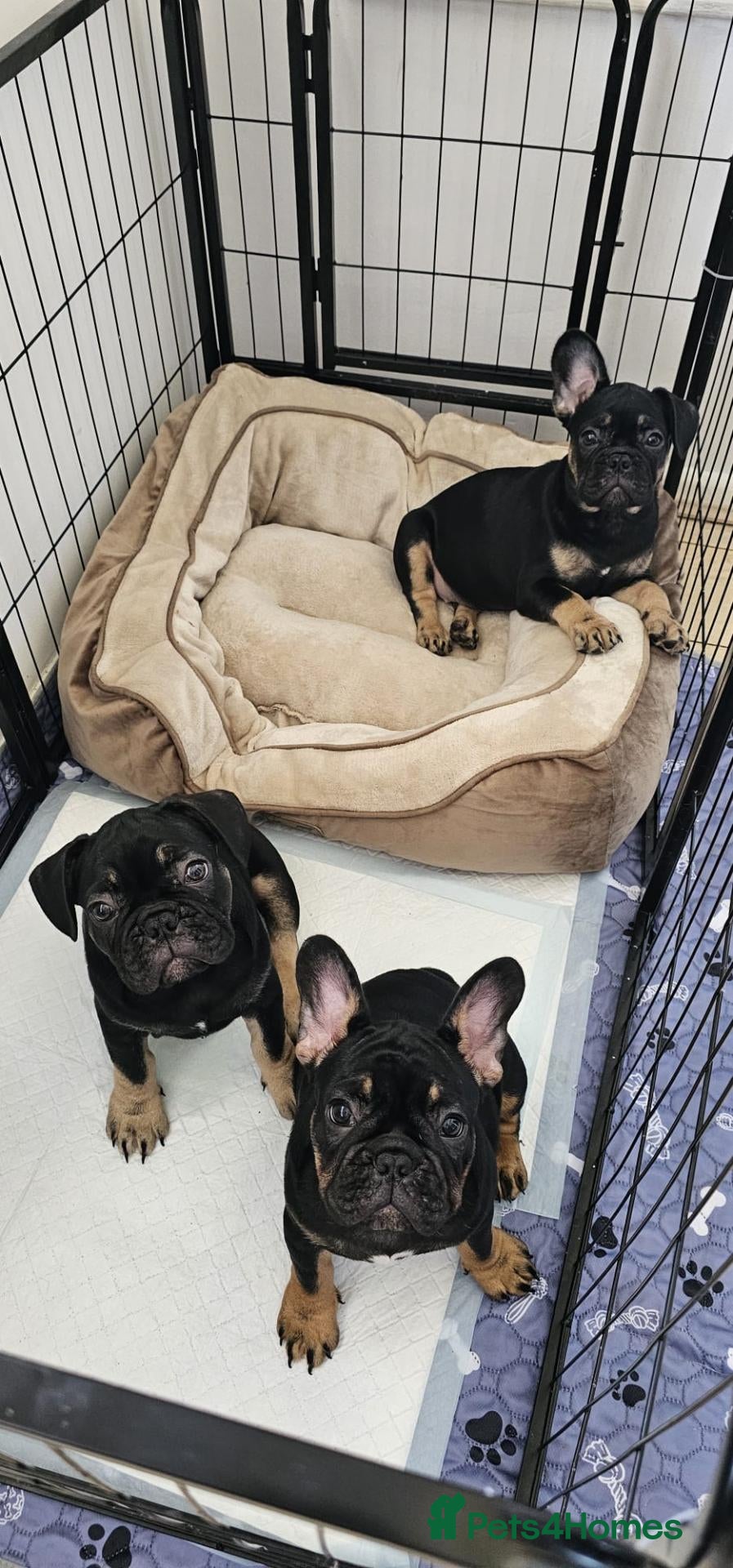 French Bulldog dogs French bulldog for sale  - Advert 14