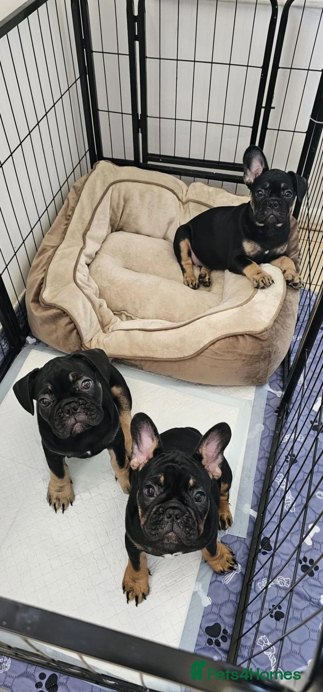 French Bulldog dogs for sale: French bulldog for sale  - Advert 1