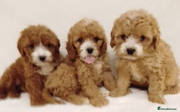 Cavapoo dogs for sale: Cavapoo puppies. - Image 12